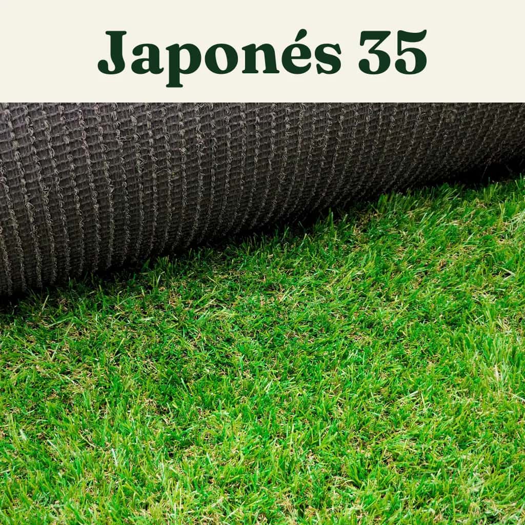 Pasto Japonés 35